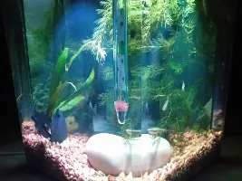 First tank, now planted