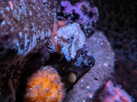 Does anyone have/know about coldwater marine aquariums?