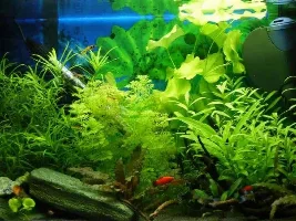 May 2015 - Tank Of The Month Competition Voting Poll