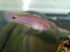 Peacock gudgeon photos