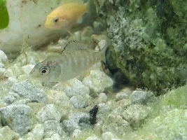 Help with African Cichlid Fry