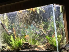 I’m having some mold problems with Chinese Evergreen growing out of my tank…