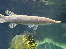 New Freshwater Predator Tank