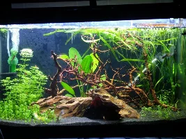 Re-starting 15 gallon, 1st time with sand