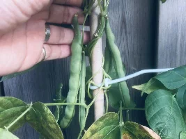 Green beans