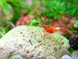Shrimp photos