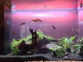 Need Suggestions for my tank