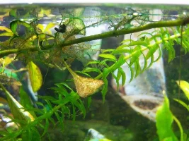 Algae Problem