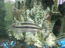 unwanted fish