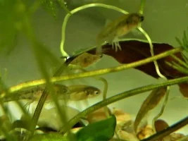What Type Of Livebearers Do You Keep,