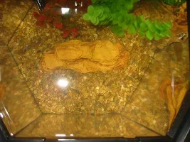 Full Tank Test, My New Tank
