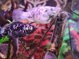 Molly fish