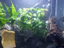 80 Gallon, Lightly Planted