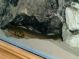 A Few Pics Of My Tank
