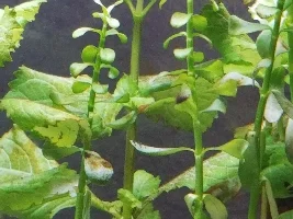 Plants turning brown in new planted tank