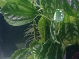 How Many Plants? Are They Healthy?