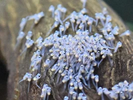 Angelfish Breeding Log 2nd Attempt