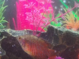 HELP!! My blue dwarf gourami looks like he has dirt all over him and his fins