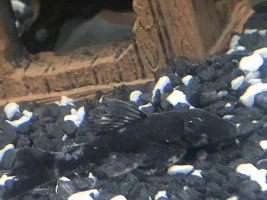 Poorly baby brittlenose