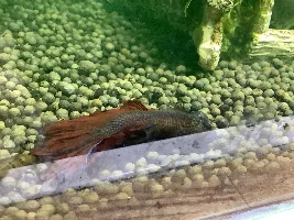 Help! Betta dying