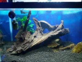 10 Gallon With Malaysia Driftwood