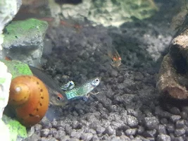 Another guppy about to die