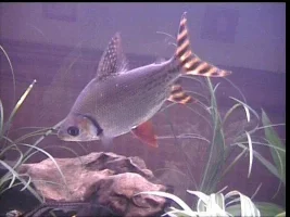 What Fish Is This