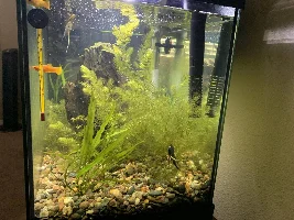 Introducing my tank