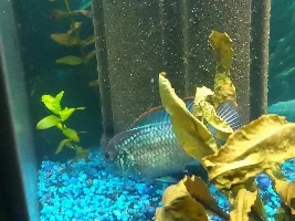 Electric blue Acaras. Male protecting the fry?