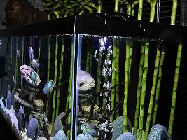 Emergent planted tanks and Nitrates