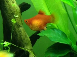 Platy With A Prolapse?