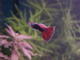 Fancy Male guppies