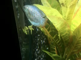 dwarf gouramis or other options for office community tank?