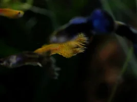 HB copper green platinum guppy