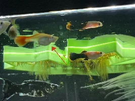 How to make sure guppy fry will survive?