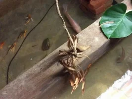 Tilapia