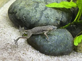 6 gallon ADF tank