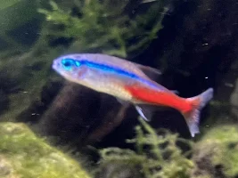 White, thick fuzzy poop and bacterial infections in my 90 gallon freshwater community tank