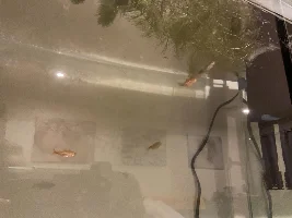 148.6L (39.2 gallon) aquarium journal