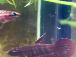 Is this tank good for betta imbellis?