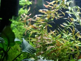 Attempted pics of psuedomugli luminatus/red neon rainbow fish