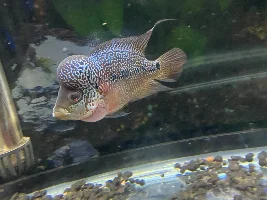 HELP WITH FLOWERHORN GENDER