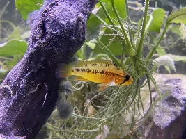 Apisto Gendering