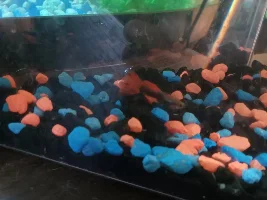Sucken stomach baby guppy
