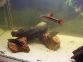My 75 Gallon Fish Tank...