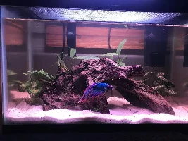 Bleu’s 5 gallon tank journal
