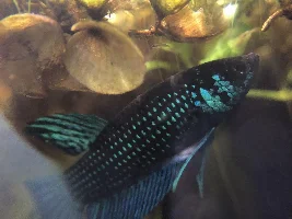 Sharing my Wild Bettas