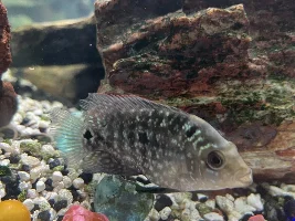 What is it??