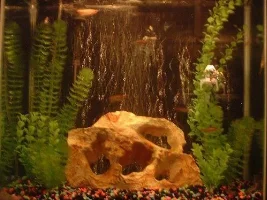 My oldest tank.... The 18 gallon