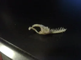 Tiny Fish Skeleton, Need Id'ing